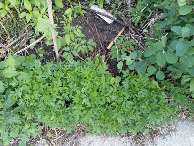 Solanum lycopersicum